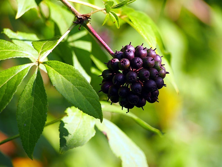 Ginseng Siberiano (Eleuterococco) - Rimedio Naturale
