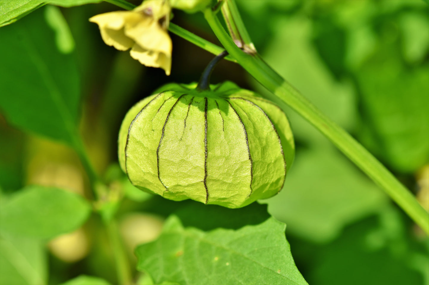 Golden Berries Bio - Bacche Tropicali con Poteri Antiossidanti