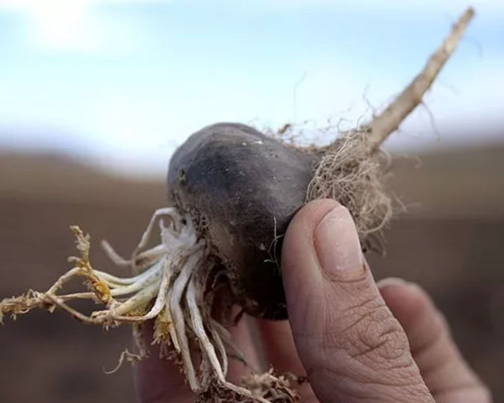 Maca Nera Bio - Polvere di Maca Nera Organica 100% Naturale