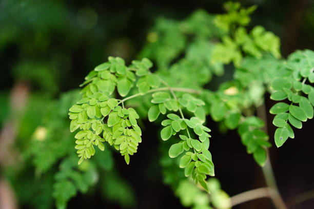 Foglie di Moringa Oleifera