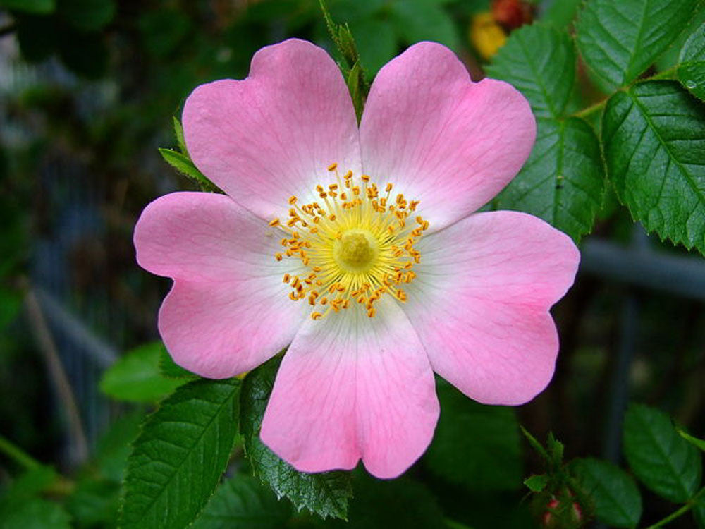 Rosa Canina Frutti