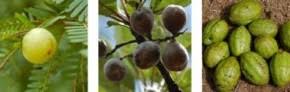 TRIPHALA bio caps - cibobenessere