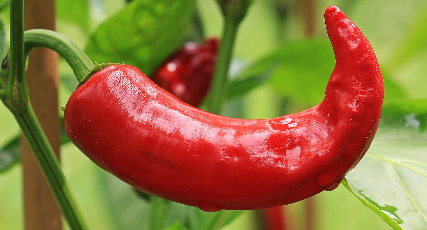 Peperoncino rosso piccante polvere - cibobenessere