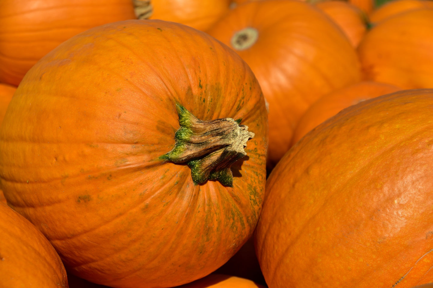 semi di zucca