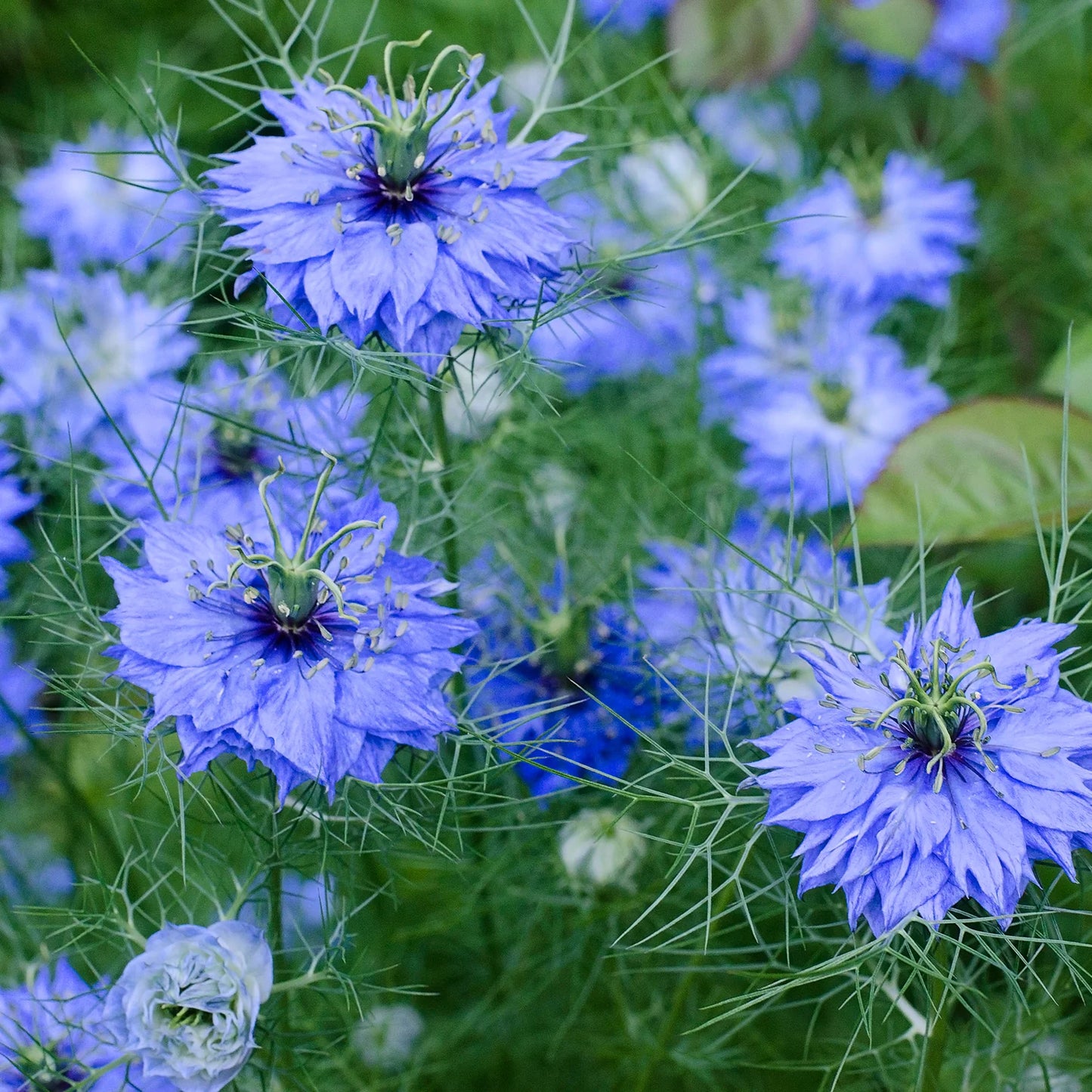 NIGELLA SATIVA