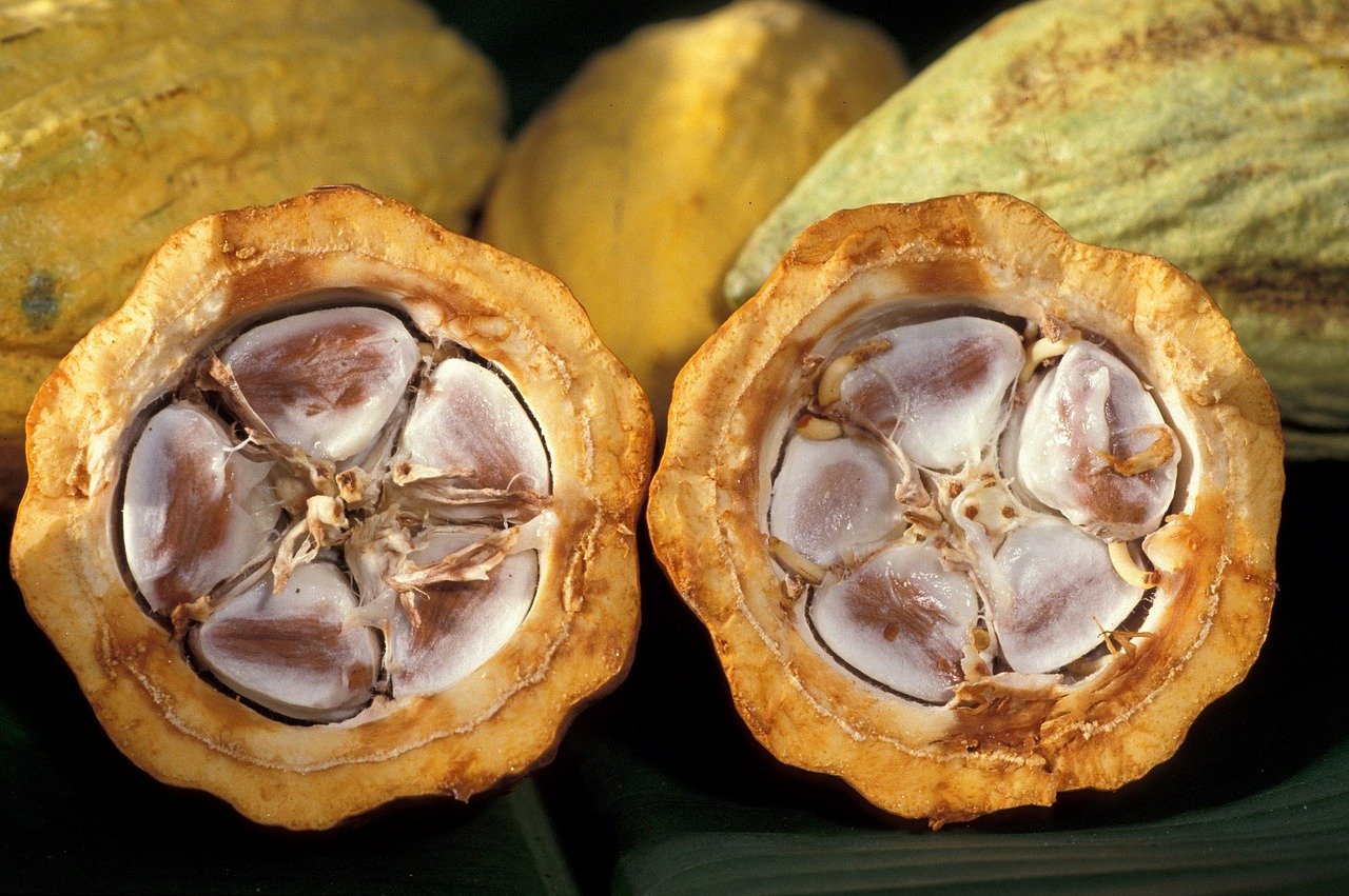 CACAO POLVERE - BIO - cibobenessere