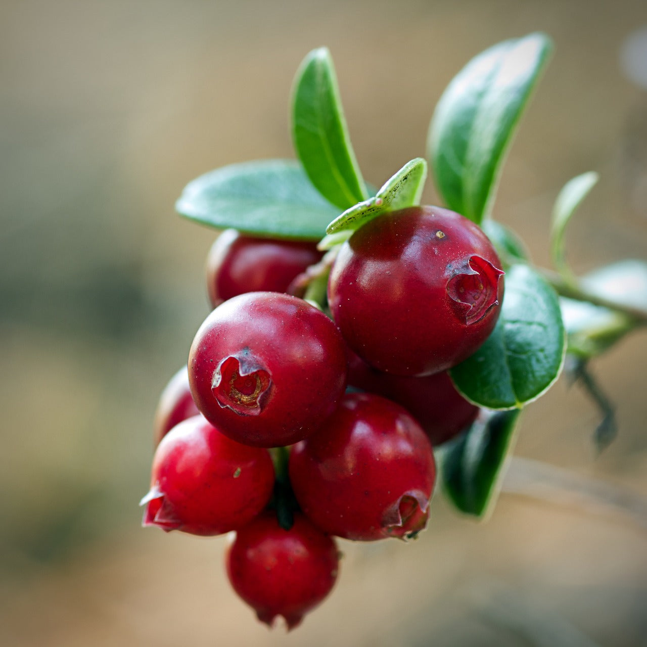 Cranberries - mirtillo rosso SENZA ZUCCHERO - cibobenessere