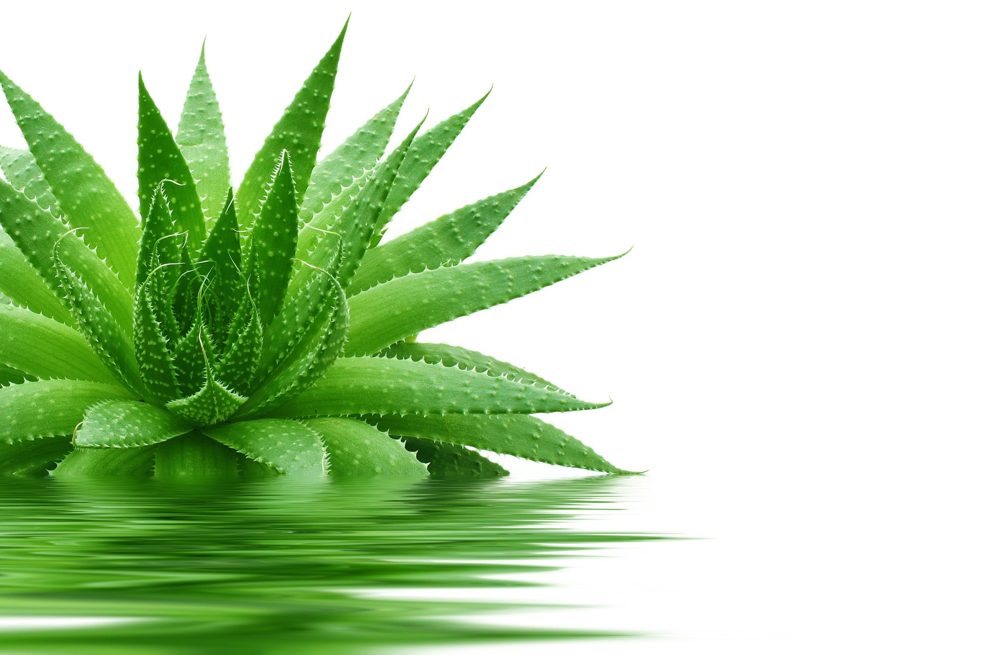 ALOE - cibobenessere