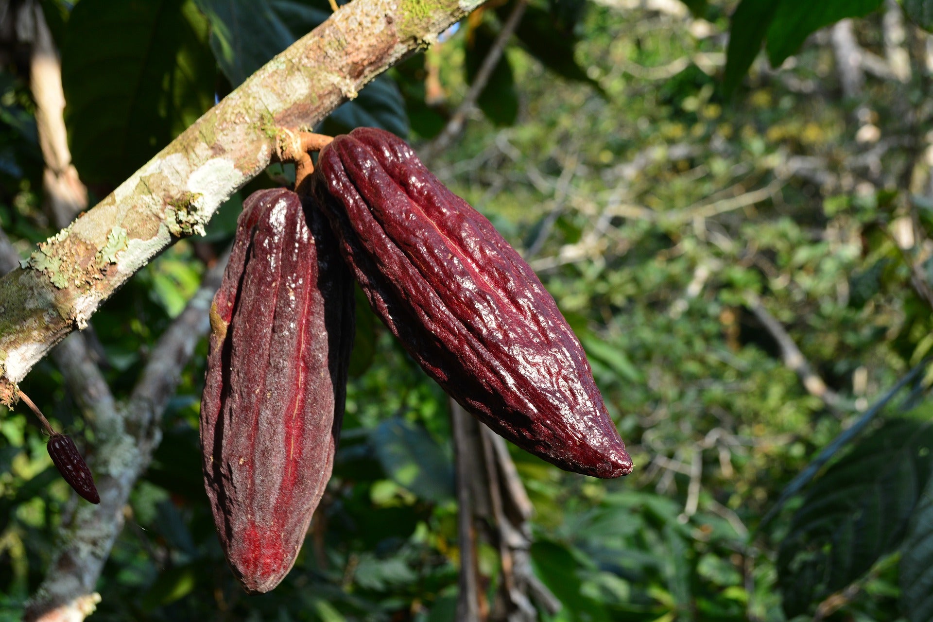 CACAO POLVERE - BIO - cibobenessere