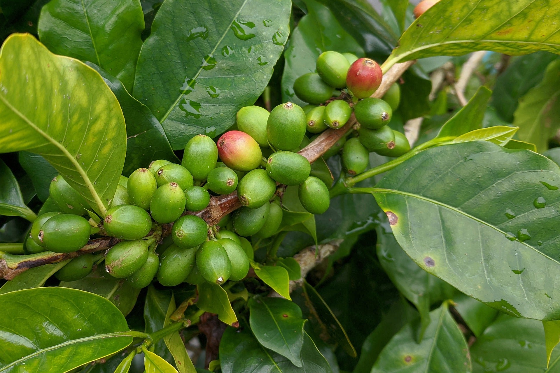 CAFFÈ VERDE BIO - cibobenessere