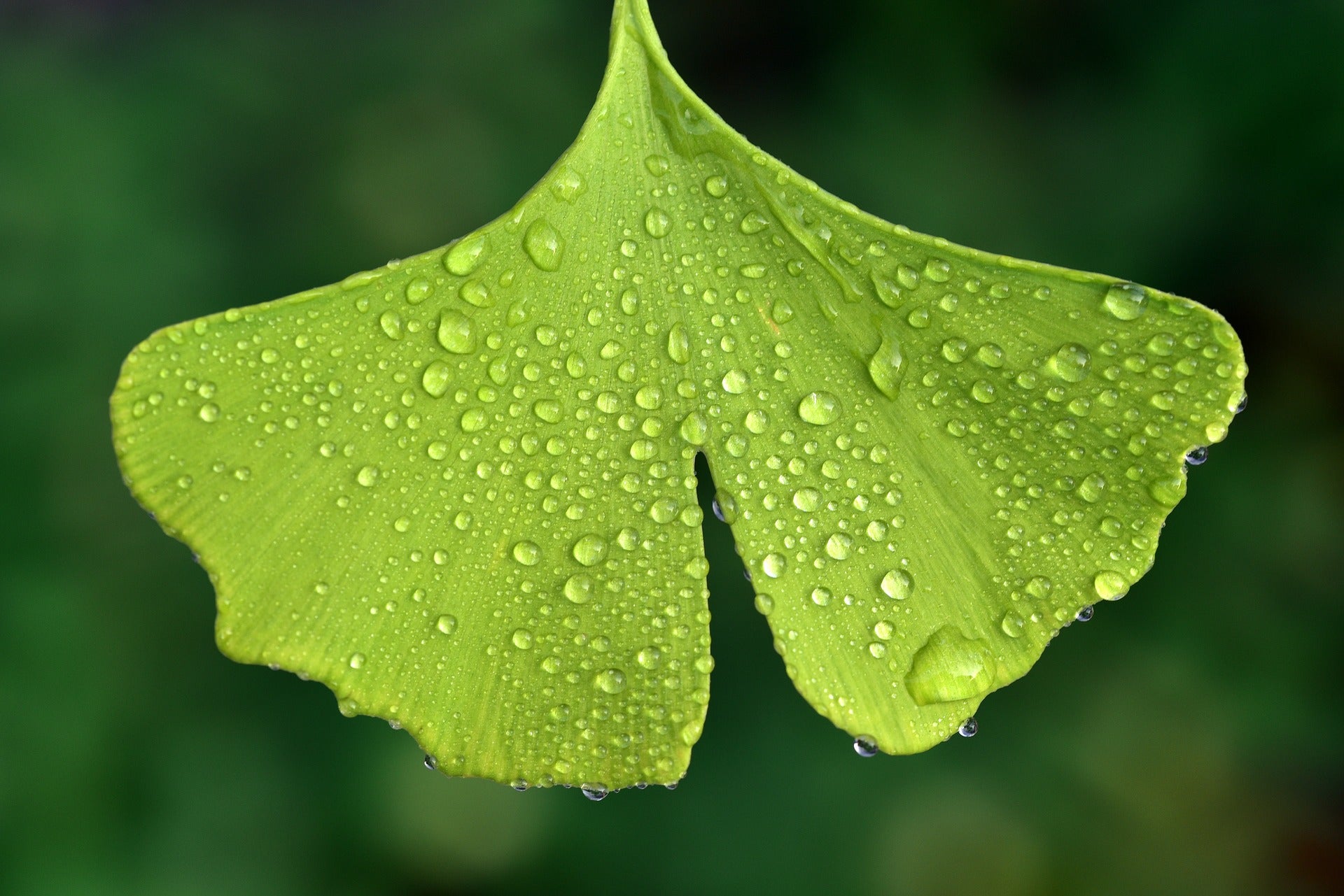 GINKGO BILOBA - cibobenessere