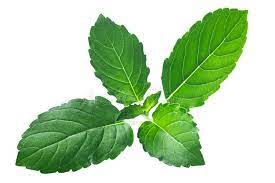 TULSI Capsule Bio - cibobenessere