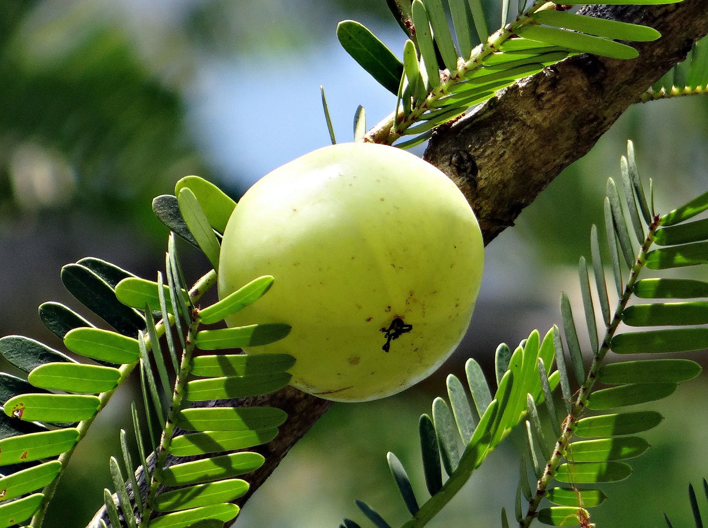 Amla BIO in polvere - cibobenessere
