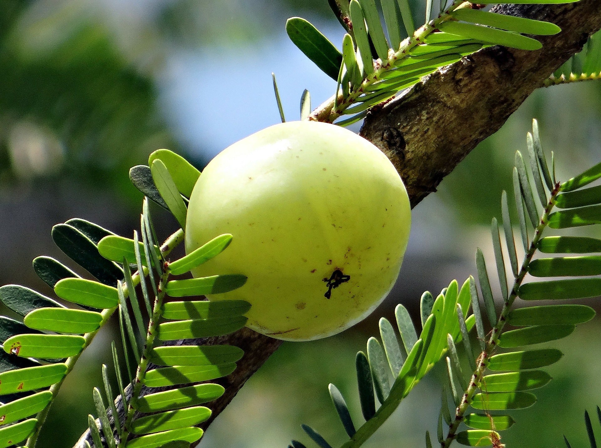 Amla BIO in polvere - cibobenessere