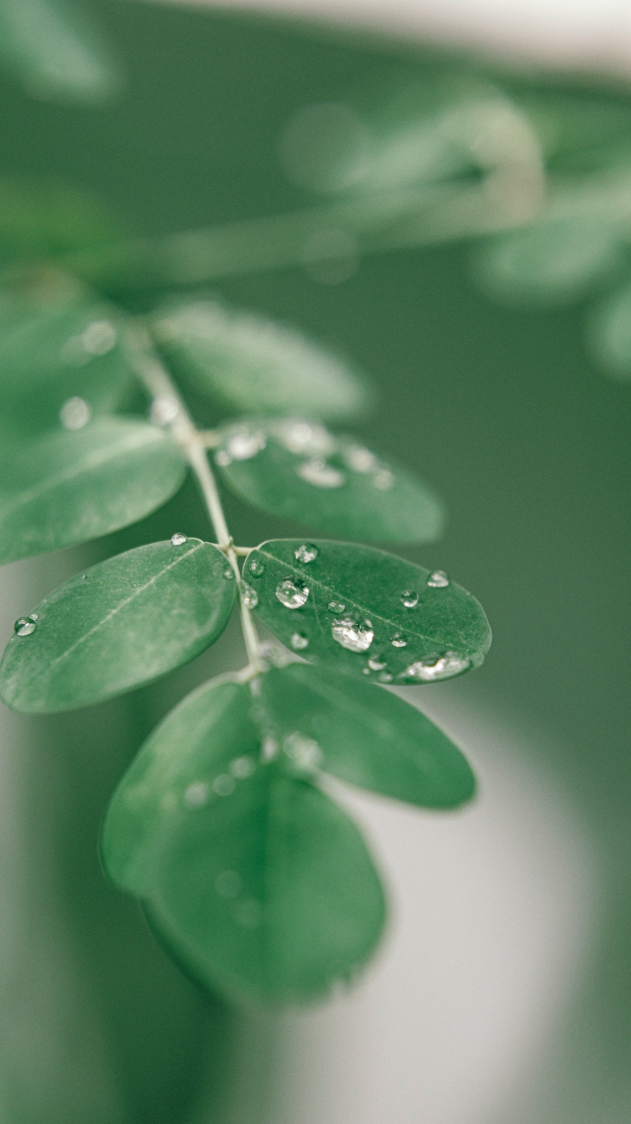 MORINGA FOGLIE - cibobenessere