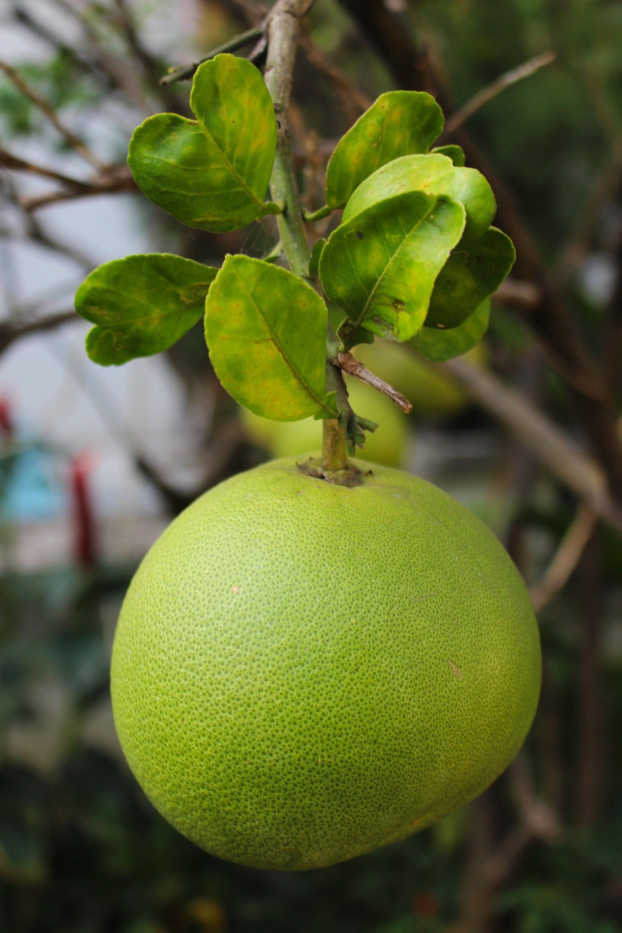 POMELO - cibobenessere